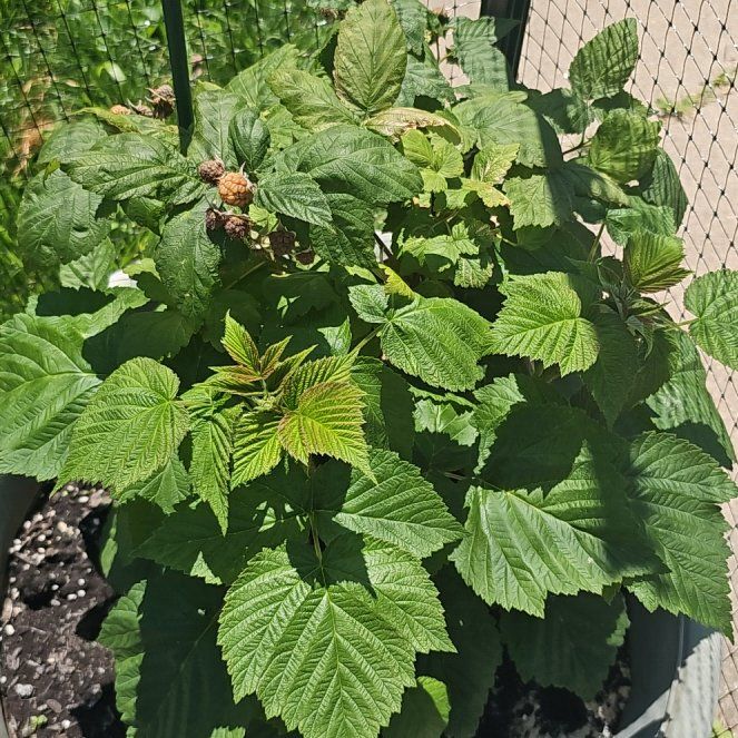 Photo of the plant species European Red Raspberry by @HeadFreesia79 named James Dean on Greg, the plant care app