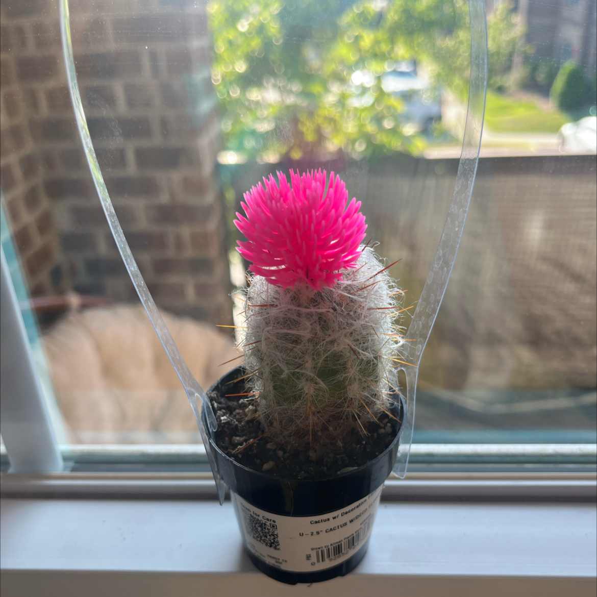 Photo of the plant species Cactus by @weedwoodmac named Lola on Greg, the plant care app