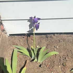 Photo of the plant species Blue Flag by @SparklyApple80 named Foxxy on Greg, the plant care app