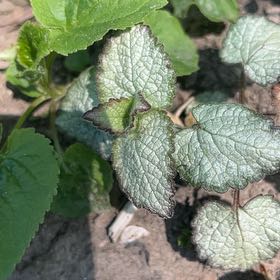 Photo of the plant species Spotted Deadnettle by @UltraTagetes23 named Aria on Greg, the plant care app