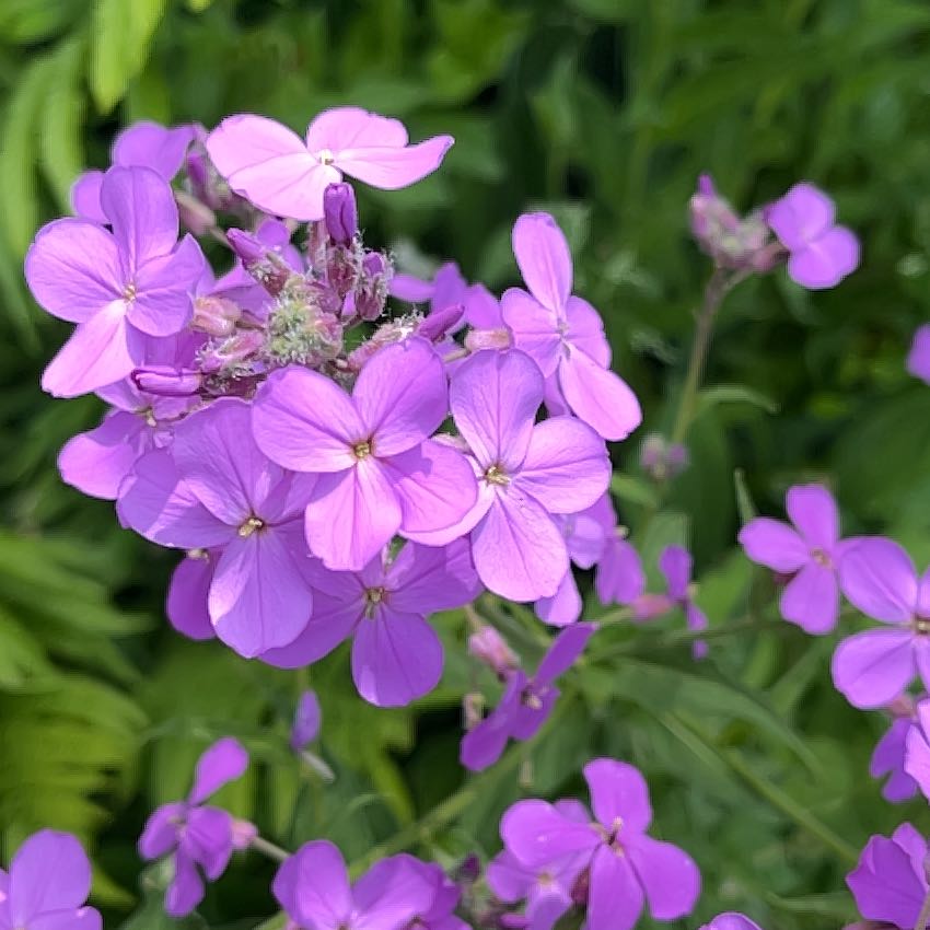 Photo of the plant species Dame's Rocket by @UltraTagetes23 named Girlfrond on Greg, the plant care app
