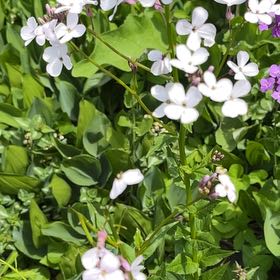 Photo of the plant species Dame's Rocket by @UltraTagetes23 named Gobi on Greg, the plant care app