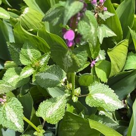 Photo of the plant species Lamium Maculatum by @UltraTagetes23 named Sage on Greg, the plant care app