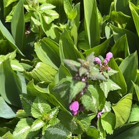 Photo of the plant species Lamium Maculatum by @UltraTagetes23 named Plato on Greg, the plant care app