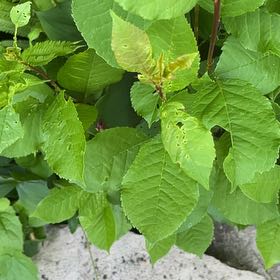 Photo of the plant species Sweet Cherry by @UltraTagetes23 named Bigleef Smalls on Greg, the plant care app