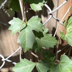 Photo of the plant species Possum-Grape by @YokeTutsan36 named Zion on Greg, the plant care app