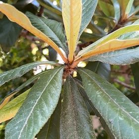 Photo of the plant species Japanese Medlar by @YokeTutsan36 named Nemo on Greg, the plant care app
