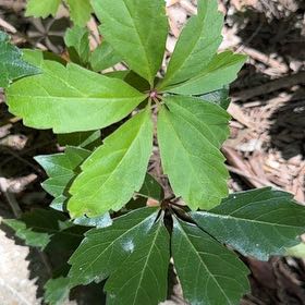Photo of the plant species Virginia Creeper by @YokeTutsan36 named Gates on Greg, the plant care app