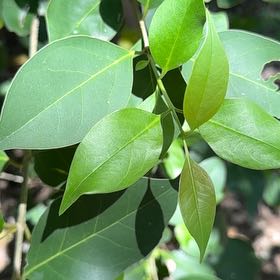 Photo of the plant species Glossy Privet by @YokeTutsan36 named Gobi on Greg, the plant care app