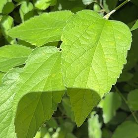 Photo of the plant species Western Hackberry by @YokeTutsan36 named Foxxy on Greg, the plant care app