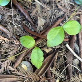 Photo of the plant species Karo by @YokeTutsan36 named Leaf Erickson on Greg, the plant care app
