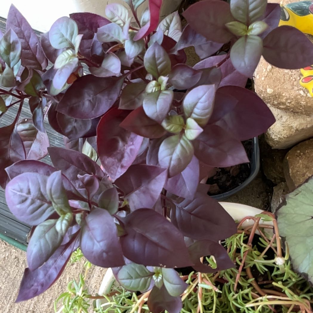 Photo of the plant species Brazilian Joyweed by @BigStrapwort37 named Naomi on Greg, the plant care app