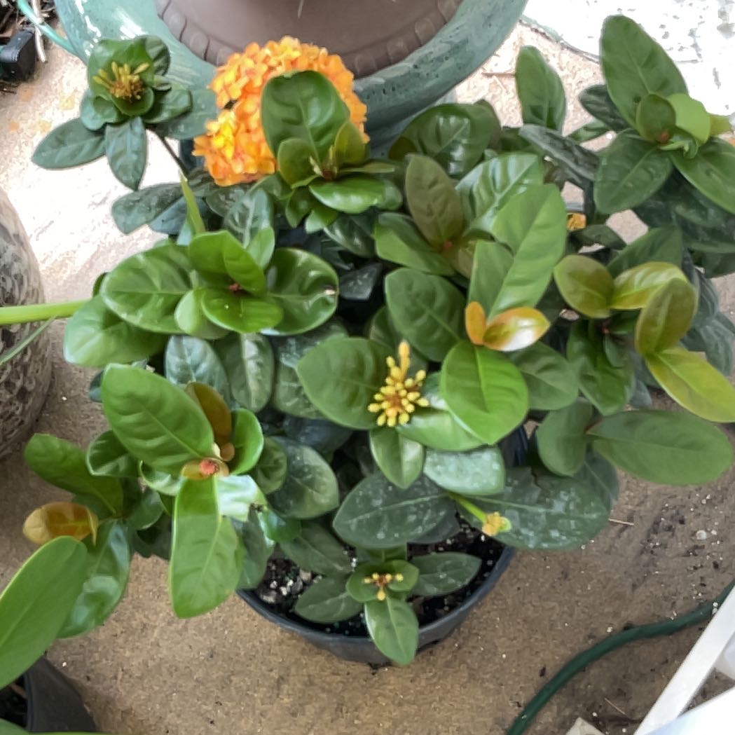 Photo of the plant species Chinese Ixora by @BigStrapwort37 named Remington on Greg, the plant care app
