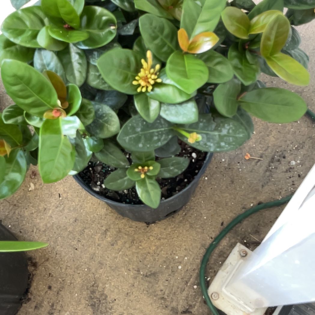 Photo of the plant species Chinese Ixora by @BigStrapwort37 named Harper on Greg, the plant care app