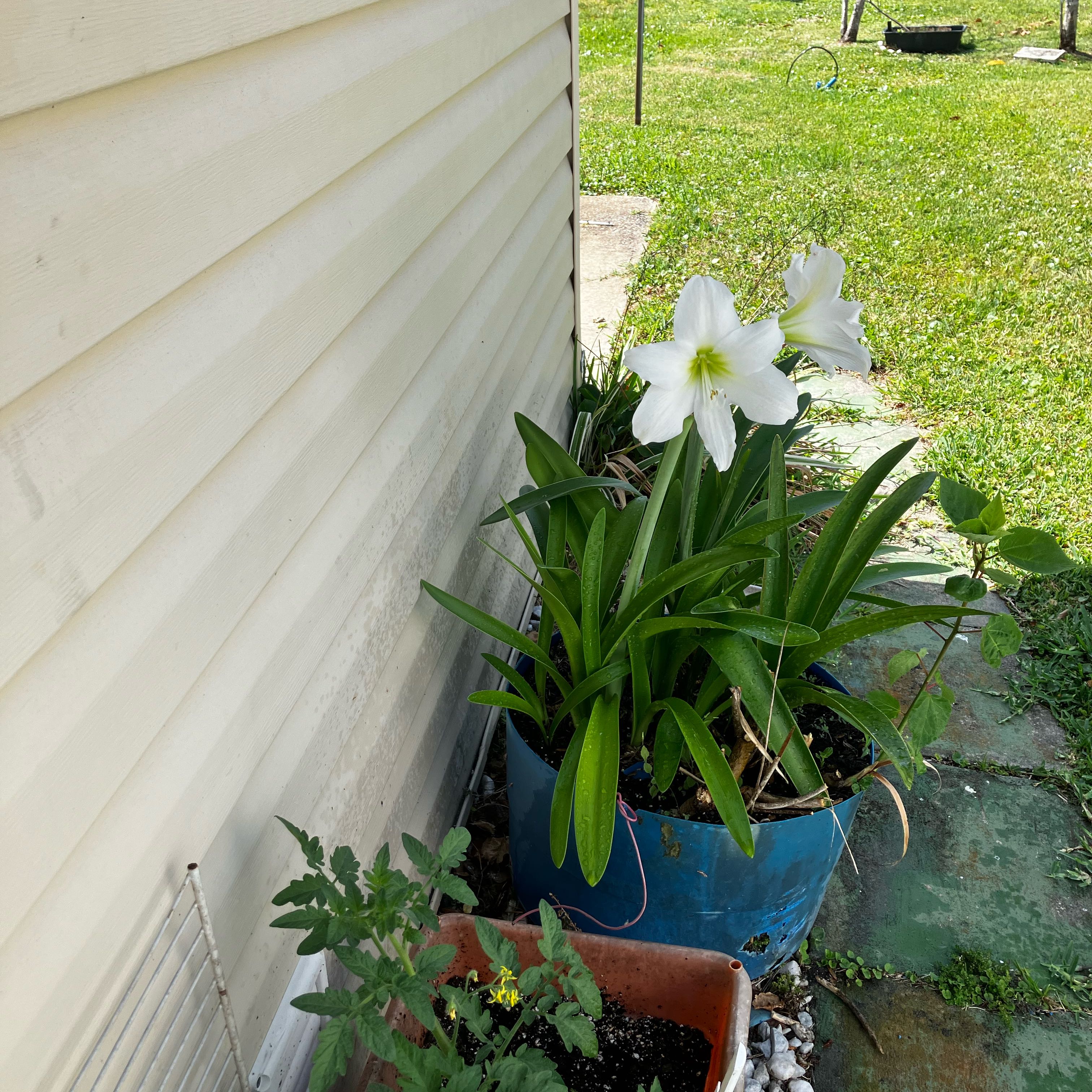 Photo of the plant species Poet's Narcissus by @BigStrapwort37 named Bodhi on Greg, the plant care app