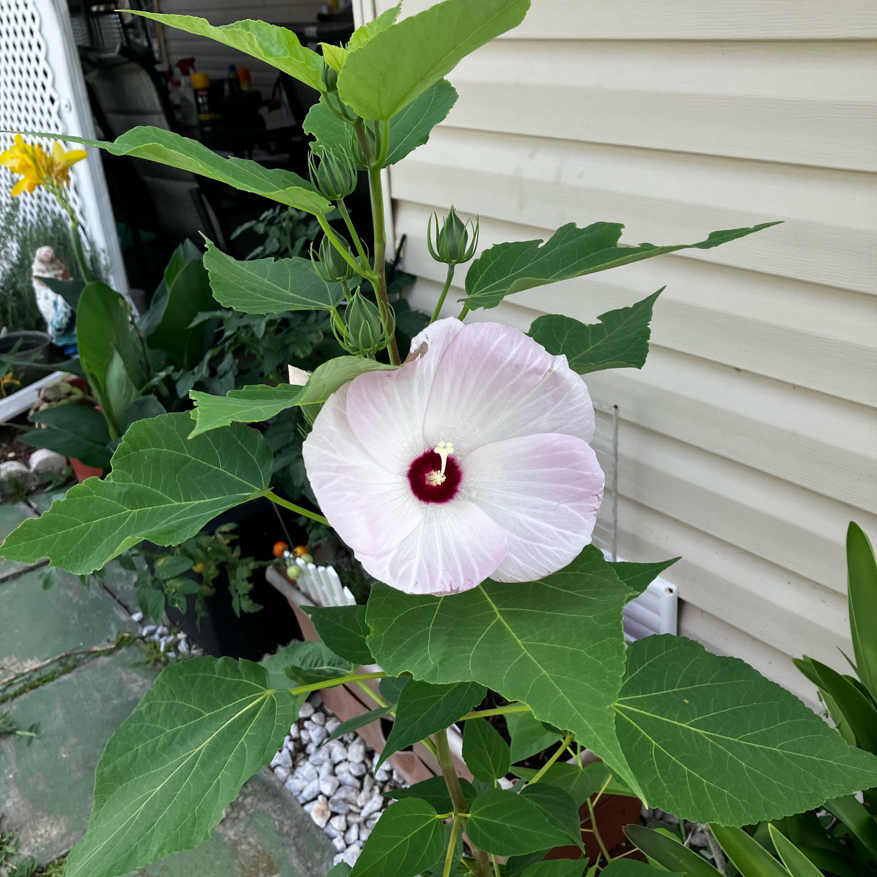 Photo of the plant species Crimsoneyed Rosemallow by @BigStrapwort37 named Muhammad Ali on Greg, the plant care app
