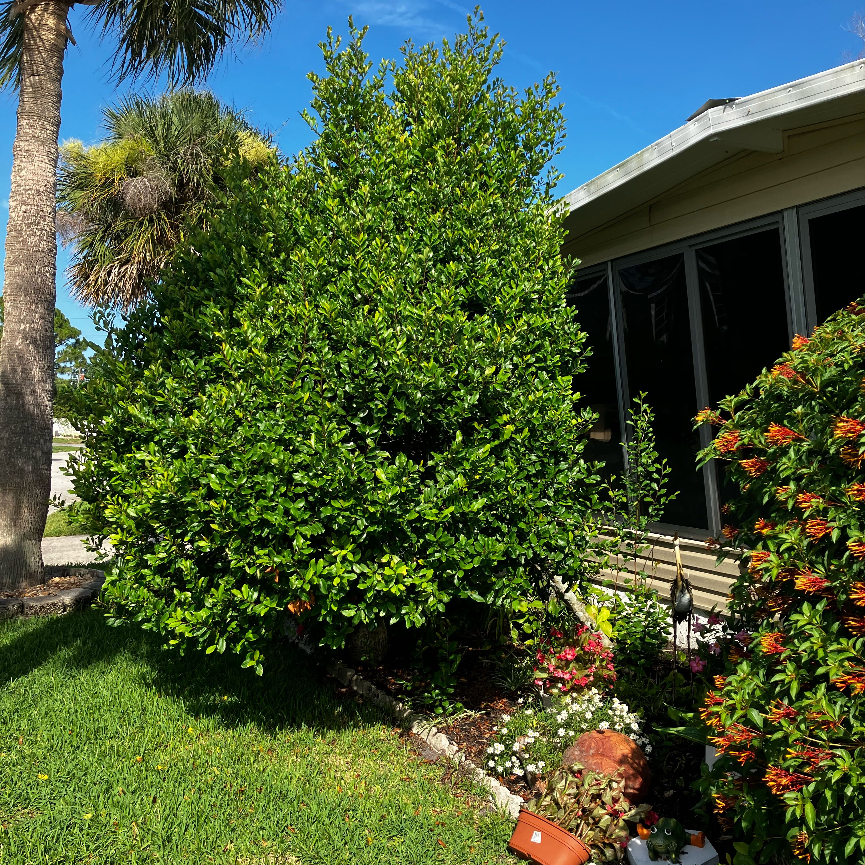 Photo of the plant species Chinese Holly by @BigStrapwort37 named Beckham on Greg, the plant care app