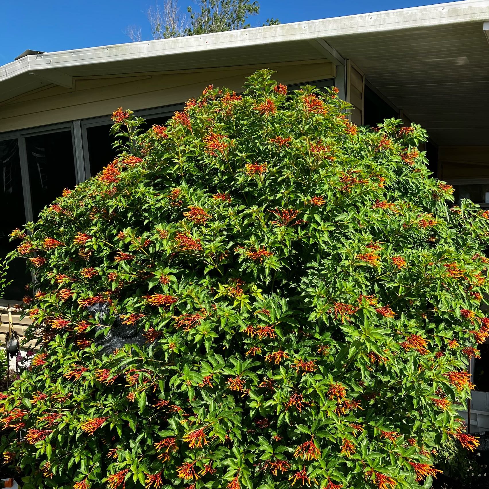 Photo of the plant species Scarlet Bush by @BigStrapwort37 named Leonardo on Greg, the plant care app