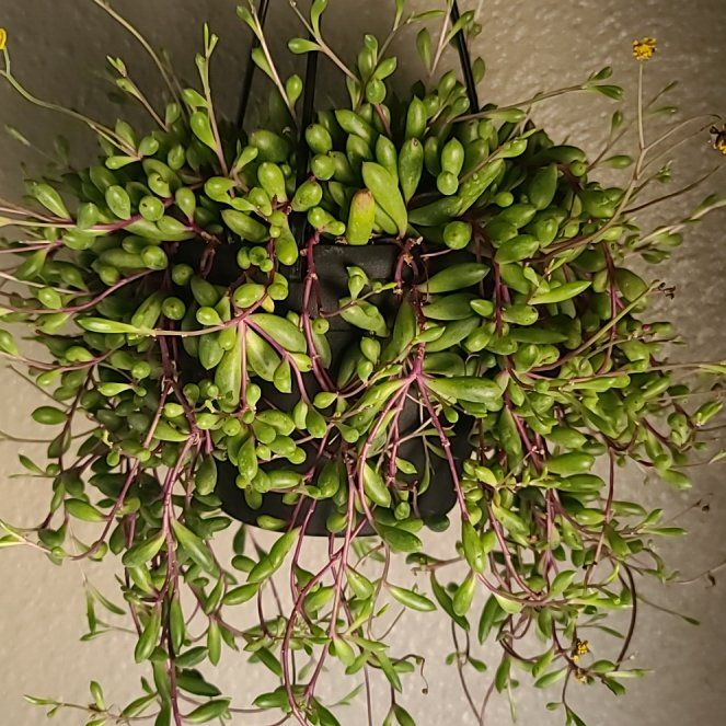 Photo of the plant species ruby necklace by @SirRedbeech86 named LiloStitch on Greg, the plant care app