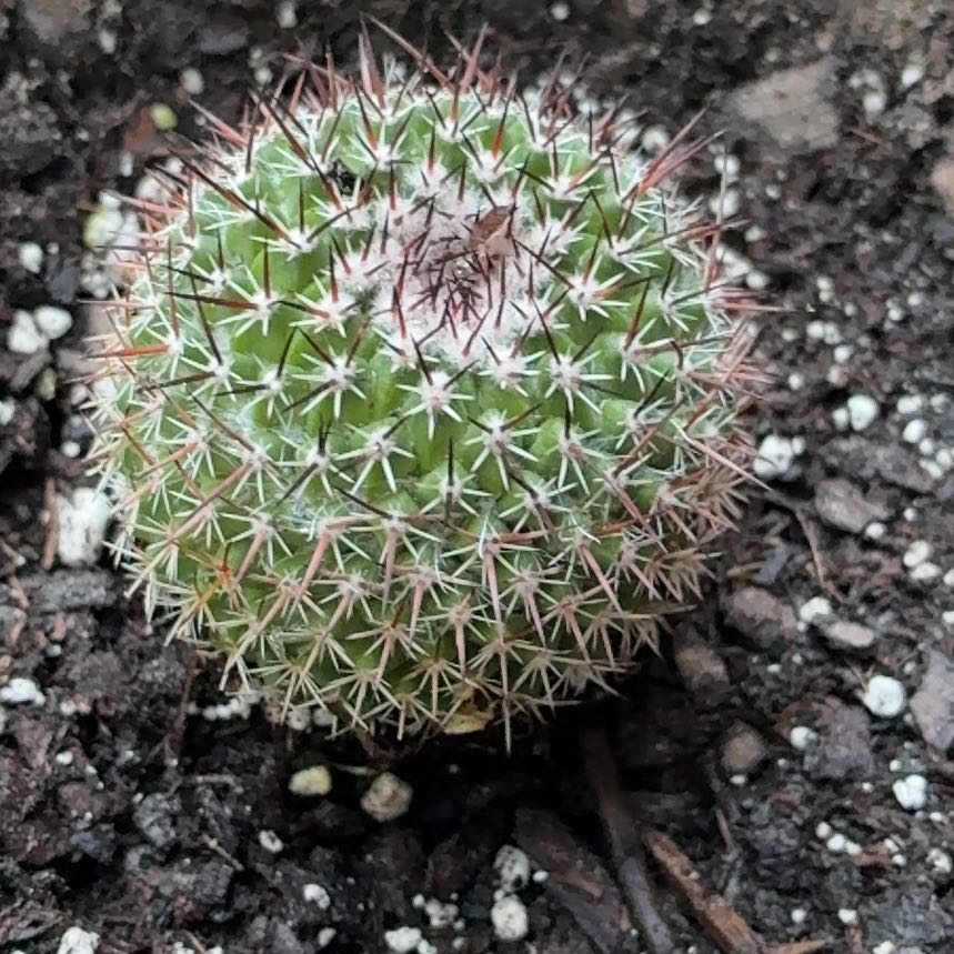 Photo of the plant species Mammillaria Uncinata by @ZestfulPeony8 named Girlfrond on Greg, the plant care app