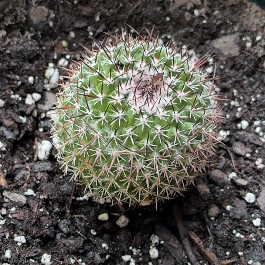 Photo of the plant species Mammillaria Uncinata by @ZestfulPeony8 named Max on Greg, the plant care app