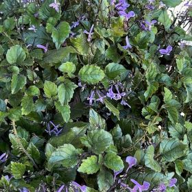 Photo of the plant species Plectranthus ecklonii by @HoneyedRose67 named Sage on Greg, the plant care app