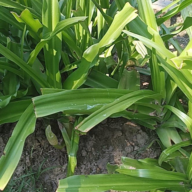 Photo of the plant species Poisonbulb by @FancierAlula14 named Lavender on Greg, the plant care app