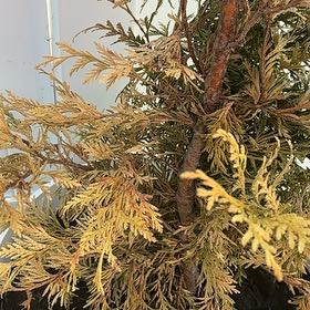 Photo of the plant species Japanese Cedar by @FitMexico80 named Foxxy on Greg, the plant care app