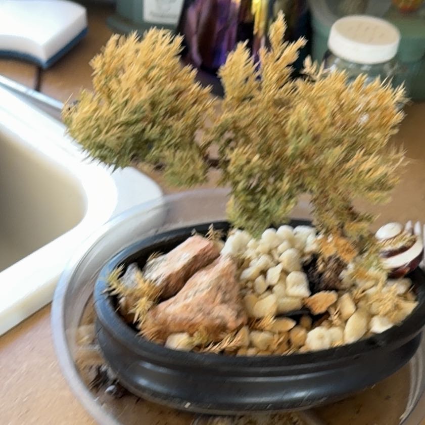 Photo of the plant species Blue Star Juniper by @VipBeech48 named Stella on Greg, the plant care app