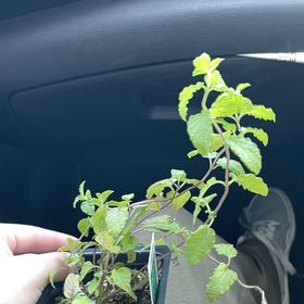 Photo of the plant species Strawberry Mint by @PetTaro17 named Buddy on Greg, the plant care app