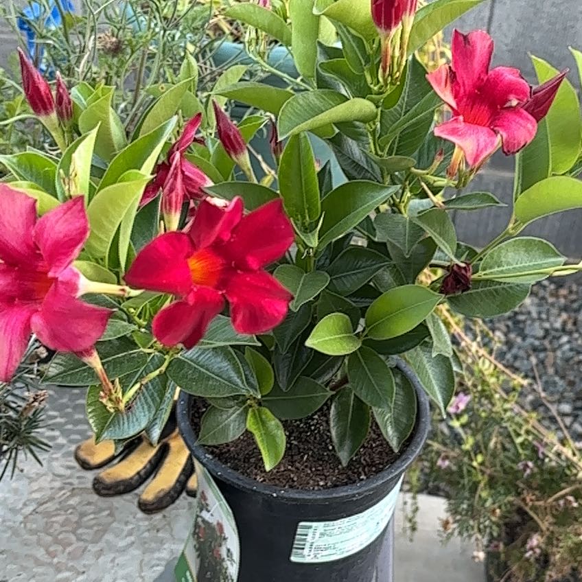 Photo of the plant species Dipladenia Madinia® Deep Red by @PetBonsi80 named Sherlock on Greg, the plant care app