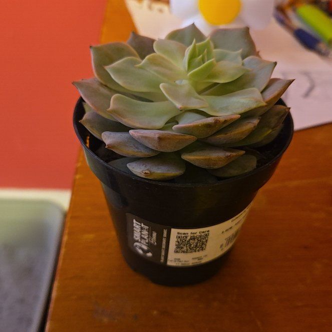Photo of the plant species Angel Kissed by @LegendaryDill59 named Angel on Greg, the plant care app