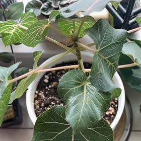 Photo of the plant species Petiolate Fig by @QuotableShyleaf named Taylor Swift on Greg, the plant care app