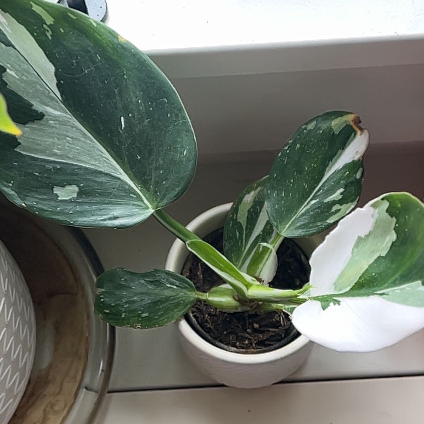 Photo of the plant species White Knight Philodendron by @QuotableShyleaf named Gomez on Greg, the plant care app