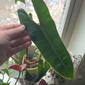 Photo of the plant species Philodendron billietiae by @QuotableShyleaf named Beckham on Greg, the plant care app