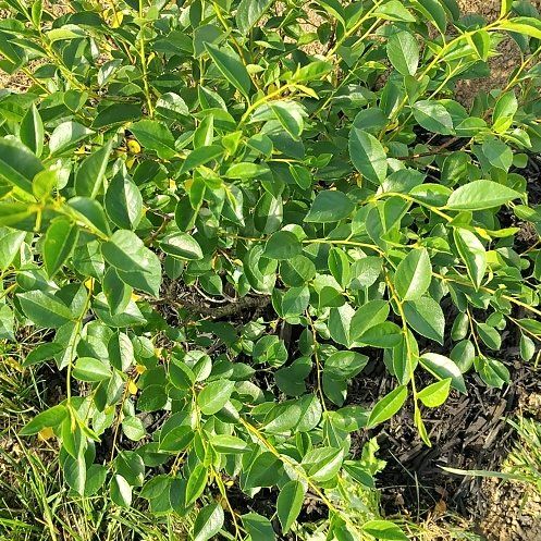 Photo of the plant species Cherry Tree by @AvidLemon21 named Cherry tree on Greg, the plant care app