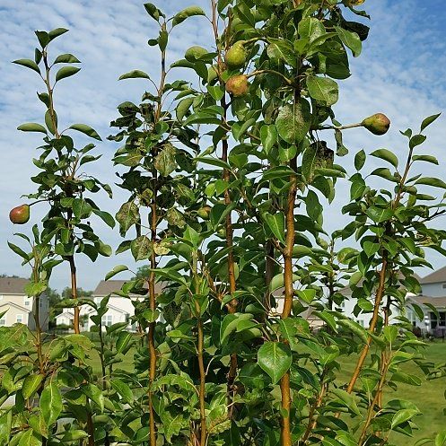 Photo of the plant species Common Pear by @AvidLemon21 named Walt on Greg, the plant care app