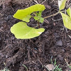 Photo of the plant species European Birthwort by @OptimalLlavea98 named Mochi on Greg, the plant care app