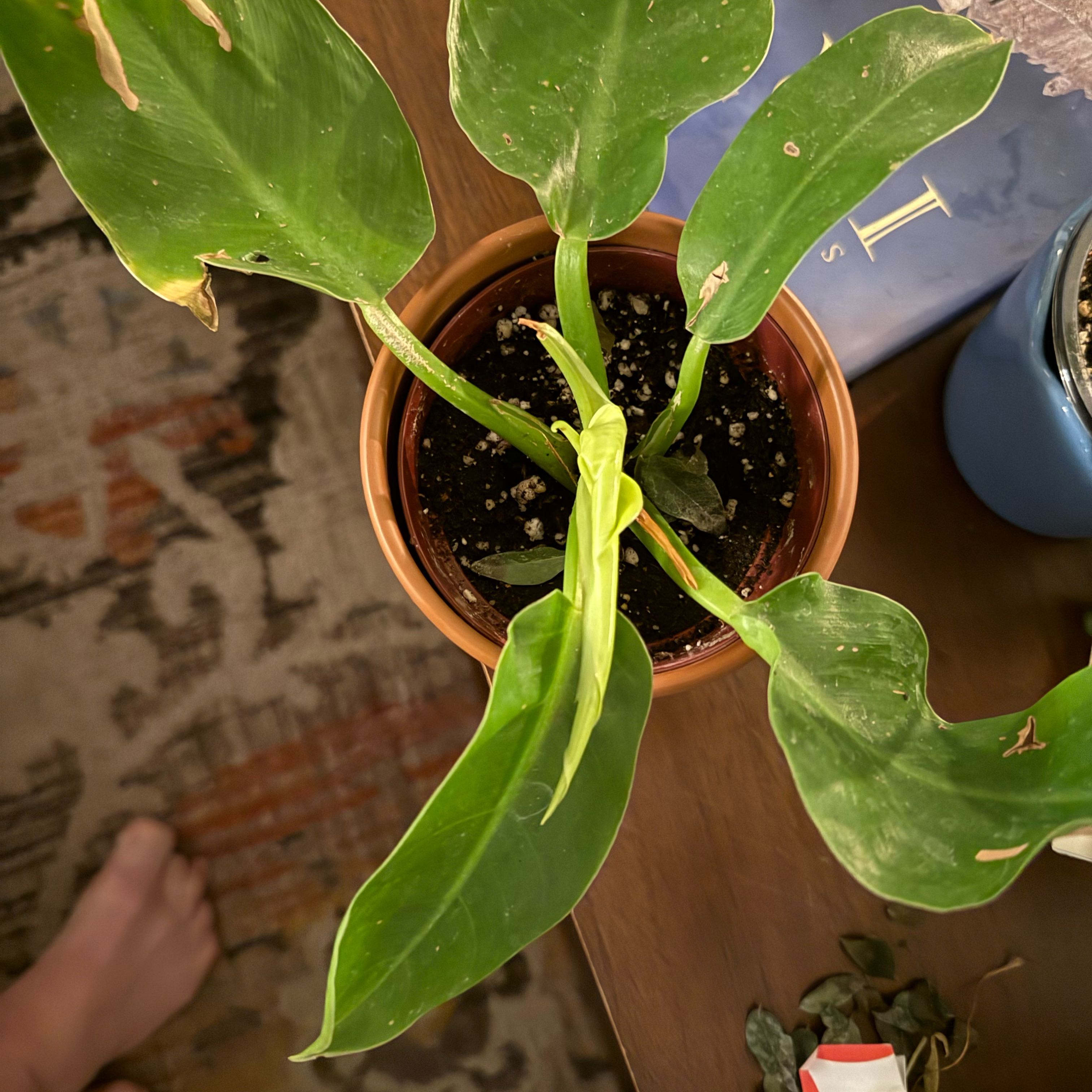 Photo of the plant species green congo by @UniqueOmnom named Walt on Greg, the plant care app