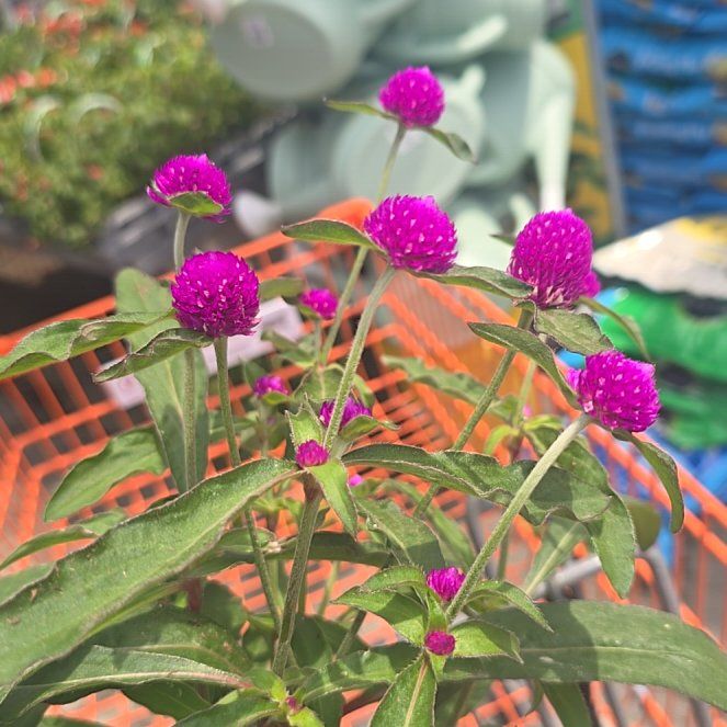 Photo of the plant species Globe Amaranth by @JocundMexico46 named Orwell on Greg, the plant care app