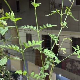 Photo of the plant species White Jasmine by @PetTropical64 named Muhammad Ali on Greg, the plant care app