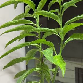 Photo of the plant species Night-Blooming Jessamine by @PetTropical64 named Kobe on Greg, the plant care app