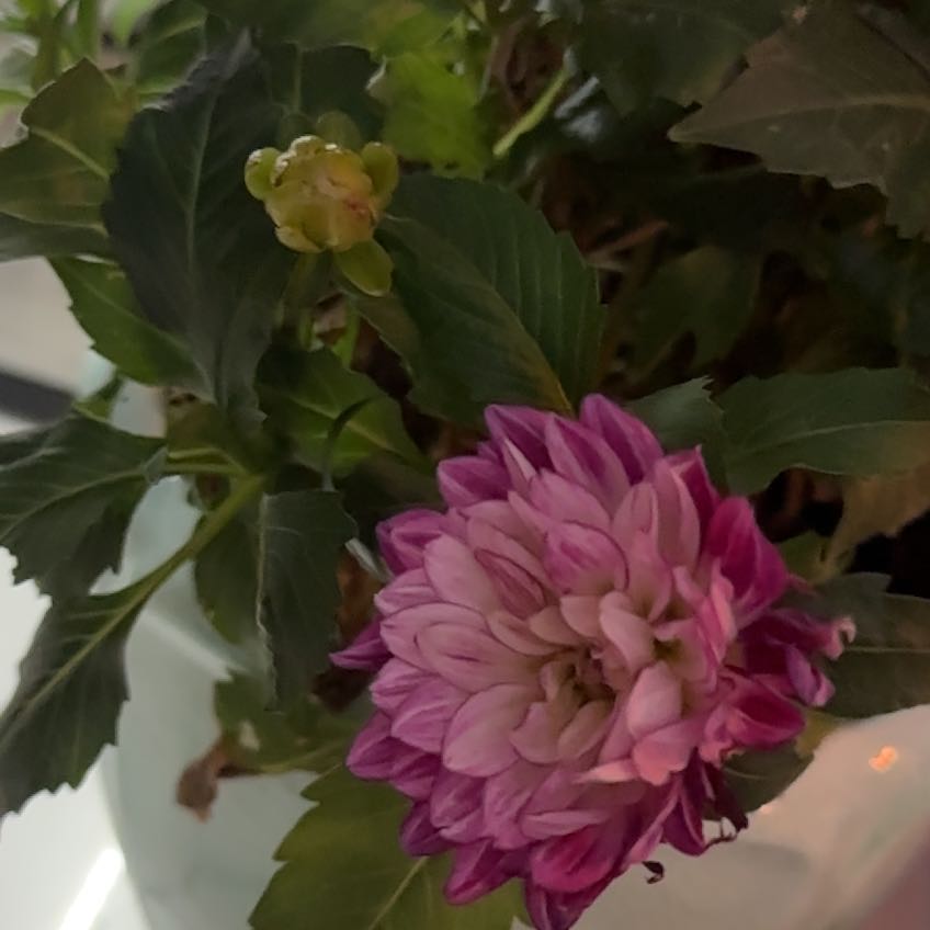 Photo of the plant species Garden Dahlia by @ZingChives94 named Darwin on Greg, the plant care app