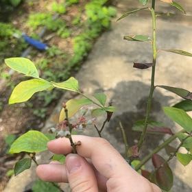 Photo of the plant species Blueberry by @FitBlackwood70 named Dax on Greg, the plant care app