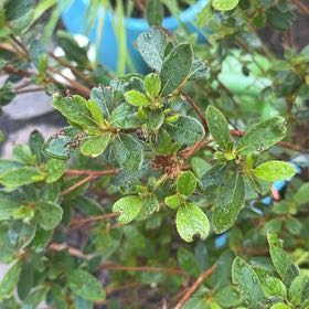 Photo of the plant species Swamp Azalea by @FitBlackwood70 named Tupot amaroot on Greg, the plant care app