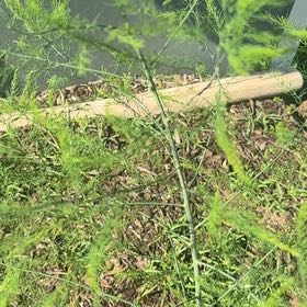 Photo of the plant species Garden Asparagus by @FitBlackwood70 named Rihanna on Greg, the plant care app