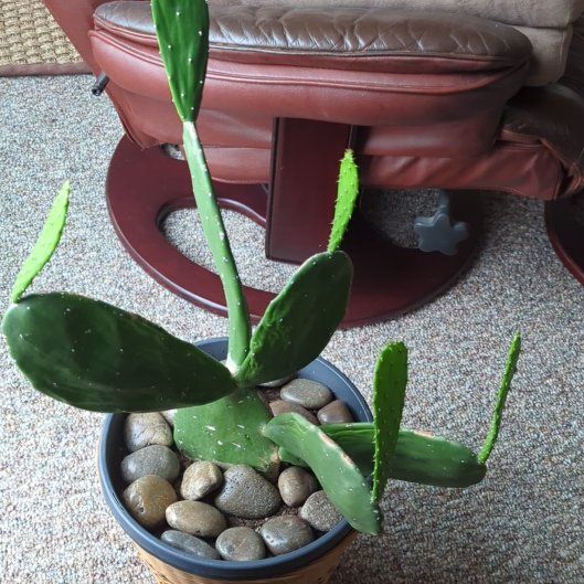 Photo of the plant species Cochineal Cactus by @WiseBeech93 named Beckham on Greg, the plant care app