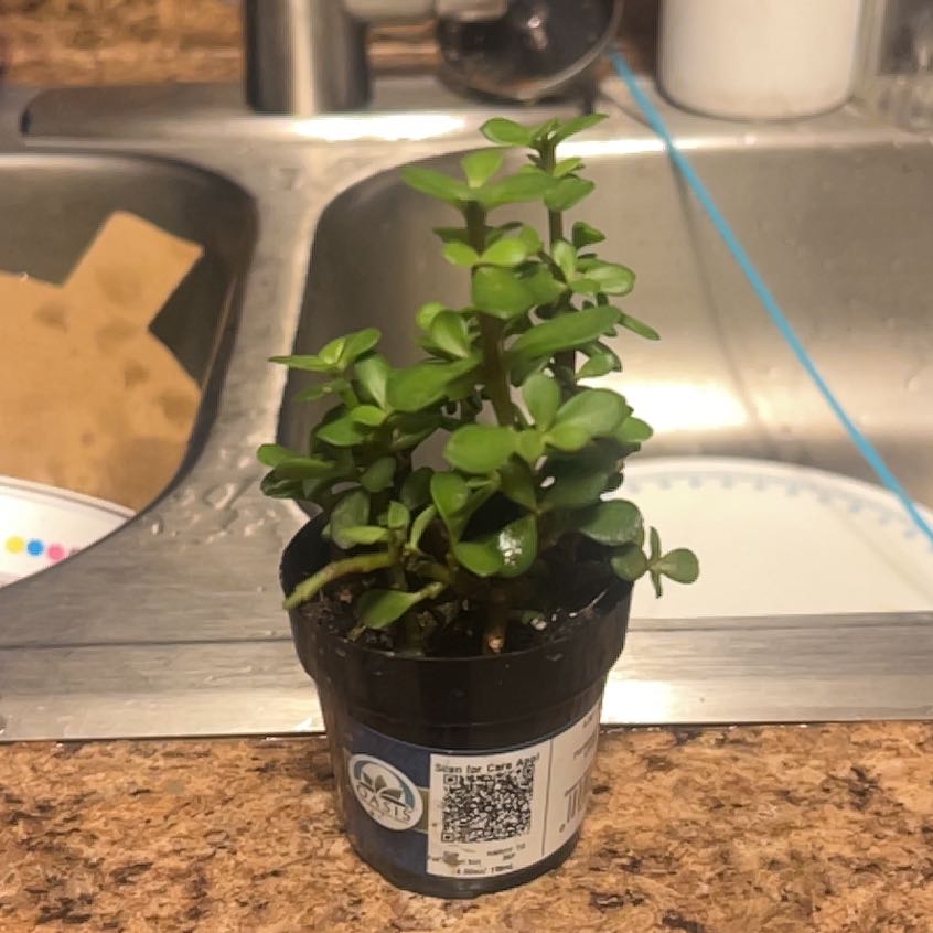 Photo of the plant species Elephant Bush Lilliput by @AstuteWhitlavia named Michelle Branch on Greg, the plant care app