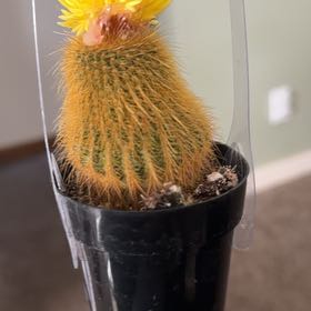Photo of the plant species Cactus by @GoodChia65 named Nilon on Greg, the plant care app