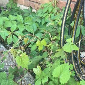 Photo of the plant species Frost Grape by @AdonicKeylime39 named Rihanna on Greg, the plant care app
